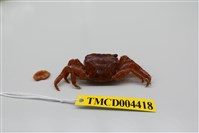 藏品(方形大額蟹)的圖片